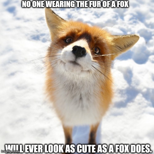 Curious Fox | NO ONE WEARING THE FUR OF A FOX; WILL EVER LOOK AS CUTE AS A FOX DOES. | image tagged in curious fox | made w/ Imgflip meme maker