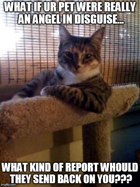 The Most Interesting Cat In The World Meme | WHAT IF UR PET WERE REALLY AN ANGEL IN DISGUISE... WHAT KIND OF REPORT WHOULD THEY SEND BACK ON YOU??? | image tagged in memes,the most interesting cat in the world | made w/ Imgflip meme maker