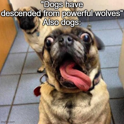 crazy dog | "Dogs have descended from powerful wolves"
Also dogs: | image tagged in crazy dog,wolves,its evolving just backwards,memes,dogs | made w/ Imgflip meme maker