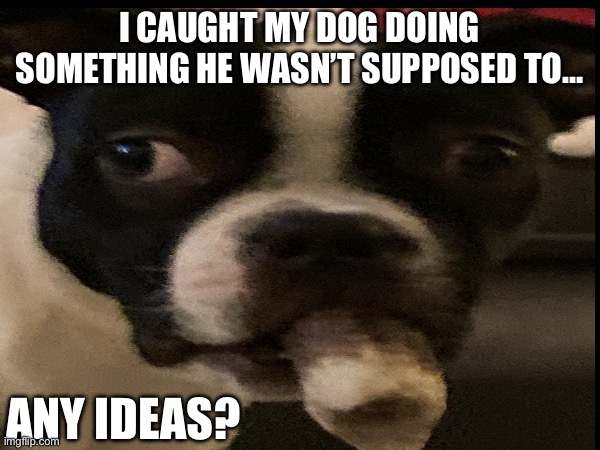 Dog in trouble | I CAUGHT MY DOG DOING SOMETHING HE WASN’T SUPPOSED TO…; ANY IDEAS? | image tagged in dog | made w/ Imgflip meme maker