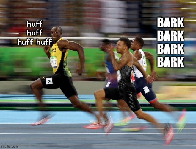 Usain Bolt running | huff huff huff huff BARK BARK BARK BARK | image tagged in usain bolt running | made w/ Imgflip meme maker