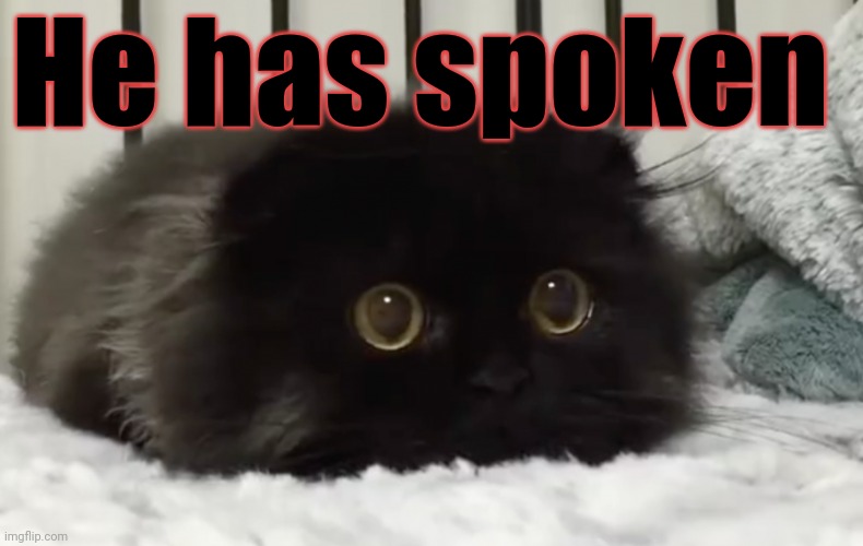 Smol cat bean | He has spoken | image tagged in smol cat bean | made w/ Imgflip meme maker