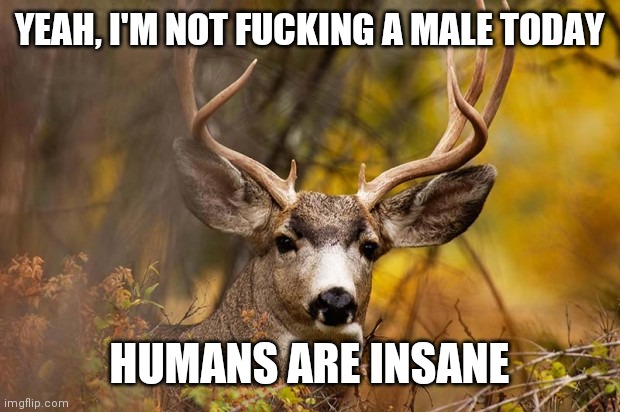 deer meme | YEAH, I'M NOT FUCKING A MALE TODAY HUMANS ARE INSANE | image tagged in deer meme | made w/ Imgflip meme maker