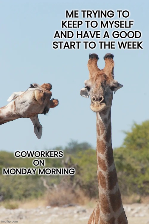 Monday be like… | ME TRYING TO KEEP TO MYSELF AND HAVE A GOOD START TO THE WEEK; COWORKERS 
ON 
MONDAY MORNING | image tagged in work,mondays,funny animals | made w/ Imgflip meme maker