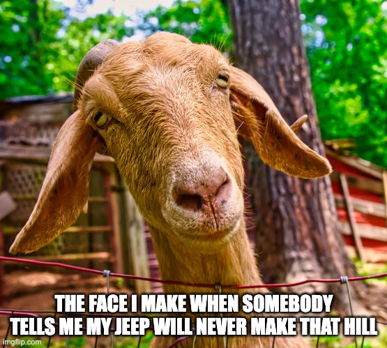 Jeep goat | THE FACE I MAKE WHEN SOMEBODY TELLS ME MY JEEP WILL NEVER MAKE THAT HILL | image tagged in funny animals | made w/ Imgflip meme maker