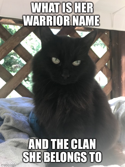 Description in comments | WHAT IS HER WARRIOR NAME; AND THE CLAN SHE BELONGS TO | image tagged in cat | made w/ Imgflip meme maker