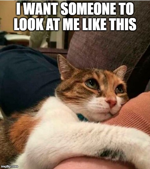 Those eyes! | I WANT SOMEONE TO LOOK AT ME LIKE THIS | image tagged in cats,humor,memes | made w/ Imgflip meme maker