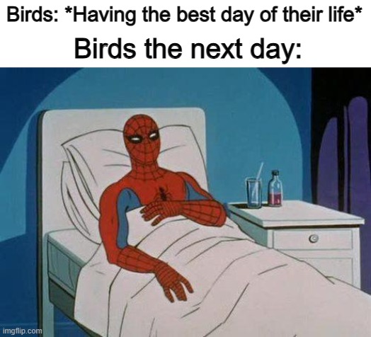 Why do they get sick so quick? :( | Birds: *Having the best day of their life*; Birds the next day: | image tagged in memes,spiderman hospital,spiderman | made w/ Imgflip meme maker