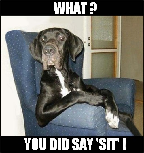 Great Dane Just Obeying Orders ! | WHAT ? YOU DID SAY 'SIT' ! | image tagged in dogs,great dane,orders,sit | made w/ Imgflip meme maker