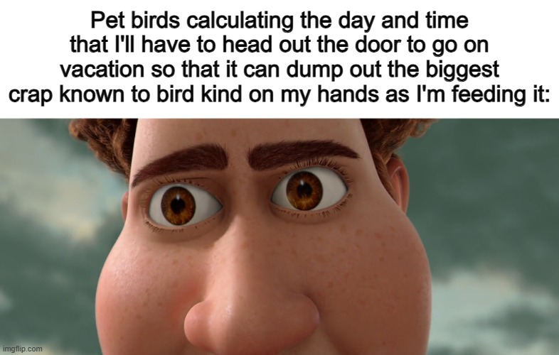 Way to waste my time ._. | Pet birds calculating the day and time that I'll have to head out the door to go on vacation so that it can dump out the biggest crap known to bird kind on my hands as I'm feeding it: | made w/ Imgflip meme maker