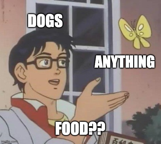 I swear my dog tried to eat my computer yesterday | DOGS; ANYTHING; FOOD?? | image tagged in memes,is this a pigeon,funny,relatable,animals,dogs | made w/ Imgflip meme maker
