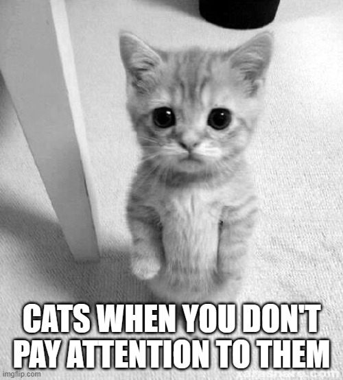 Cute Cat Meme | CATS WHEN YOU DON'T PAY ATTENTION TO THEM | image tagged in memes,cute cat | made w/ Imgflip meme maker
