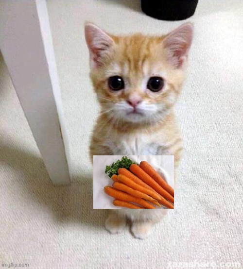 Cute Cat Meme | image tagged in memes,cute cat | made w/ Imgflip meme maker