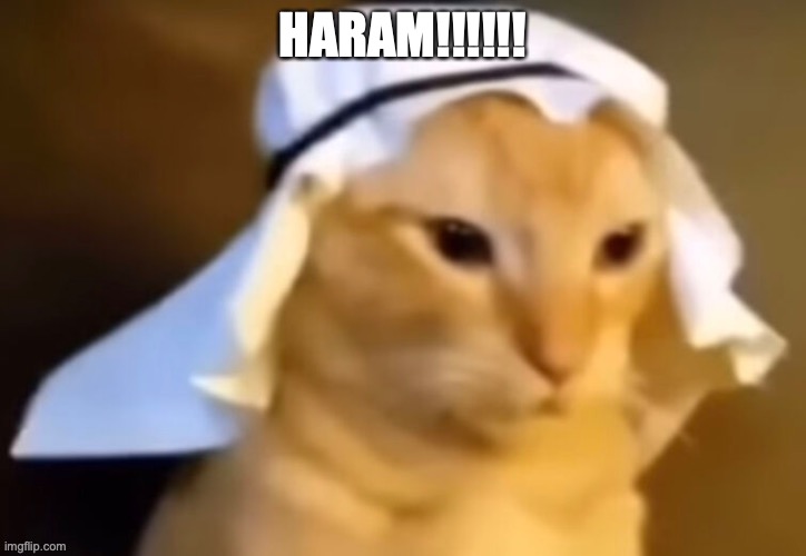 haram cat | HARAM!!!!!! | image tagged in haram cat | made w/ Imgflip meme maker