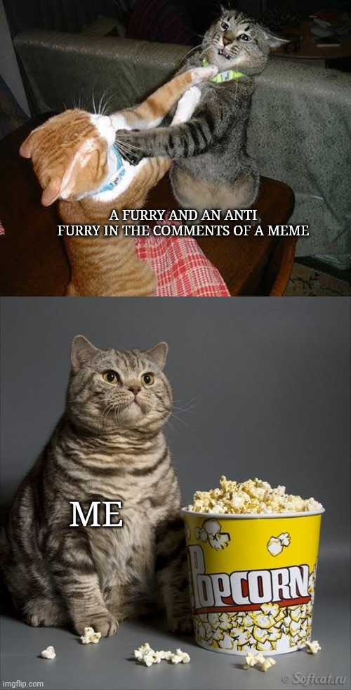 Cat watching other cats fight | A FURRY AND AN ANTI FURRY IN THE COMMENTS OF A MEME; ME | image tagged in cat watching other cats fight | made w/ Imgflip meme maker