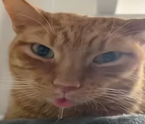 High Quality drooling cat Blank Meme Template