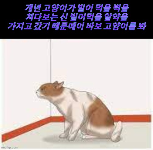 빌어 먹을 바보 고양이 그 약을 가지고 갔어. | 개년 고양이가 빌어 먹을 벽을 쳐다보는 신 빌어먹을 알약을 가지고 갔기 때문에이 바보 고양이를 봐 | image tagged in dumbass cat staring at wall because of pill,korea | made w/ Imgflip meme maker