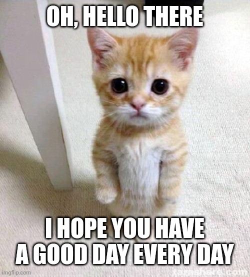 Cute Cat | OH, HELLO THERE; I HOPE YOU HAVE A GOOD DAY EVERY DAY | image tagged in memes,cute cat | made w/ Imgflip meme maker