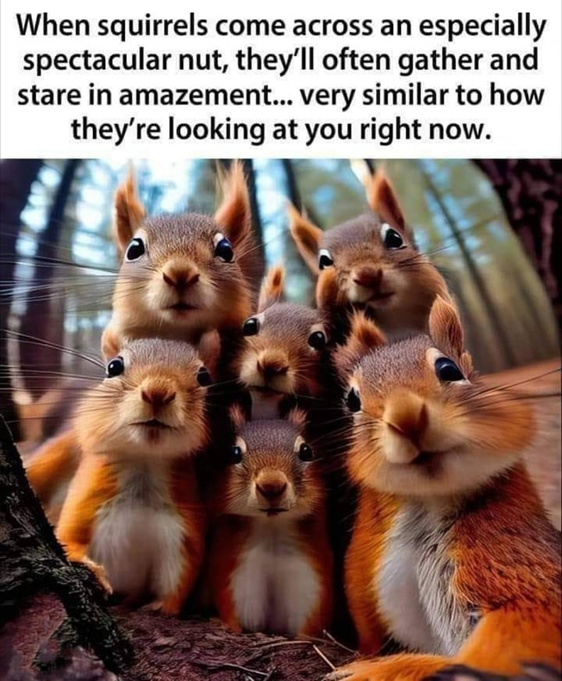 Squirrels Staring at Woke Liberals | image tagged in squirrels,nuts,fruits,stupid liberals,mental illness,never go full retard | made w/ Imgflip meme maker