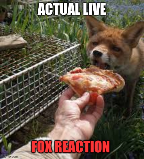 See. I told you so. | ACTUAL LIVE; FOX REACTION | image tagged in foxes,love,pizza | made w/ Imgflip meme maker