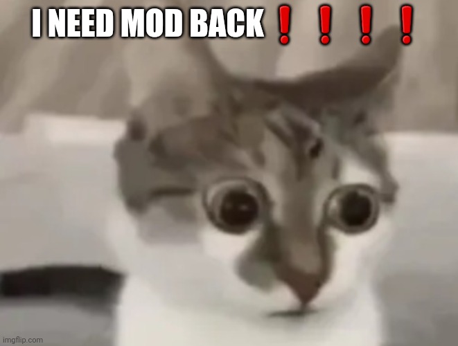 Send this to the owners | I NEED MOD BACK❗️❗️❗️❗️ | image tagged in in shock cat 2 | made w/ Imgflip meme maker