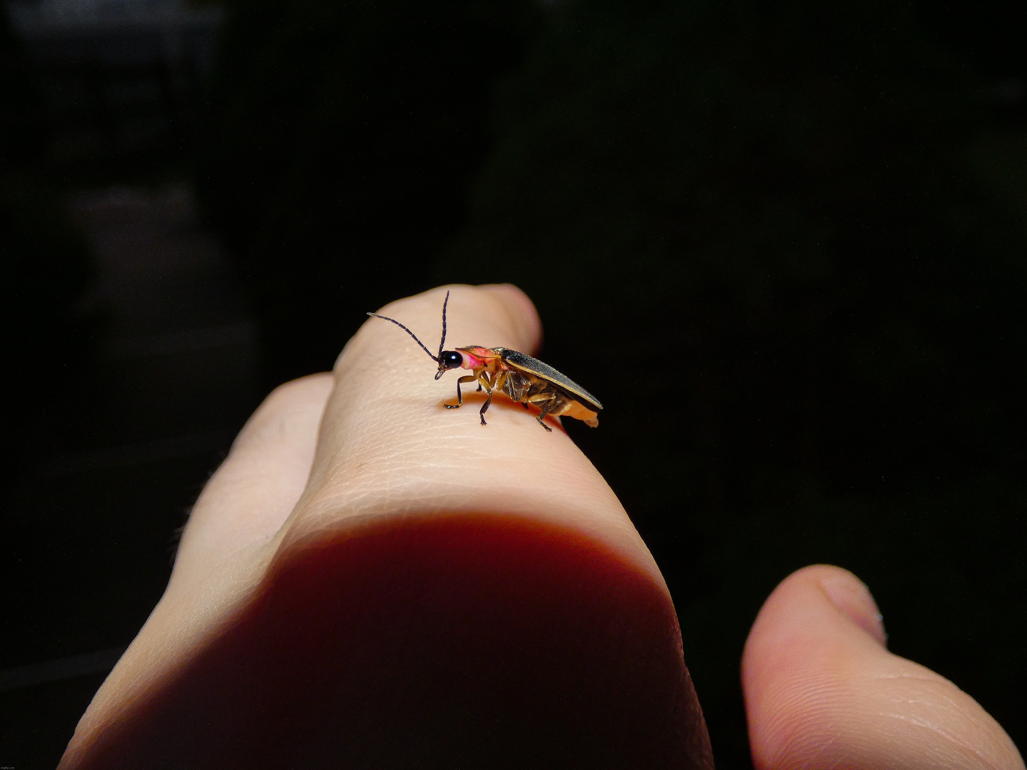 I took this photo of a firefly on my hand using my flash at dusk. | image tagged in share your own photos | made w/ Imgflip meme maker