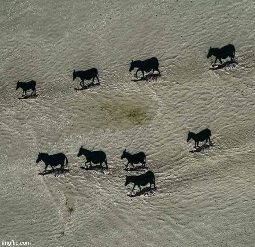 Zoom in!  They're not horses, but shadows of Zebras!  Photo credit: Beverly Joubert, National Geographic | image tagged in awesome,photography,national geographic,zebra,shadows,desert | made w/ Imgflip meme maker