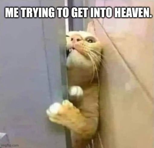 Meow let me in! | image tagged in religion,heaven,cats | made w/ Imgflip meme maker