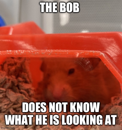 Bob the mouse | THE BOB DOES NOT KNOW WHAT HE IS LOOKING AT | image tagged in bob the mouse | made w/ Imgflip meme maker