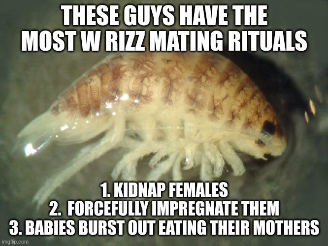 THESE GUYS HAVE THE MOST W RIZZ MATING RITUALS; 1. KIDNAP FEMALES
2.  FORCEFULLY IMPREGNATE THEM
3. BABIES BURST OUT EATING THEIR MOTHERS | made w/ Imgflip meme maker