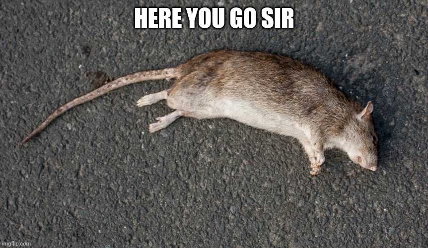 dead rat | HERE YOU GO SIR | image tagged in dead rat | made w/ Imgflip meme maker