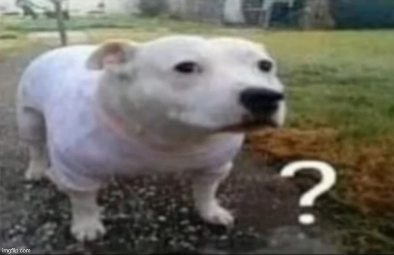 Confused dog | image tagged in confused dog | made w/ Imgflip meme maker