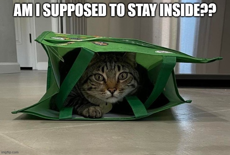 Don't Let the Cat Out of the Bag | AM I SUPPOSED TO STAY INSIDE?? | image tagged in don't let the cat out of the bag | made w/ Imgflip meme maker