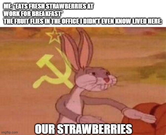 It's Worse Than Mosquitoes on the 4th of July | ME: *EATS FRESH STRAWBERRIES AT WORK FOR BREAKFAST*
THE FRUIT FLIES IN THE OFFICE I DIDN'T EVEN KNOW LIVED HERE:; OUR STRAWBERRIES | image tagged in our | made w/ Imgflip meme maker