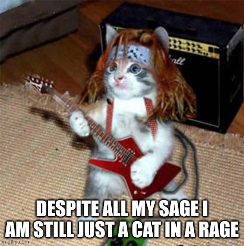 Guitar Cat | DESPITE ALL MY SAGE I AM STILL JUST A CAT IN A RAGE | image tagged in guitar cat | made w/ Imgflip meme maker