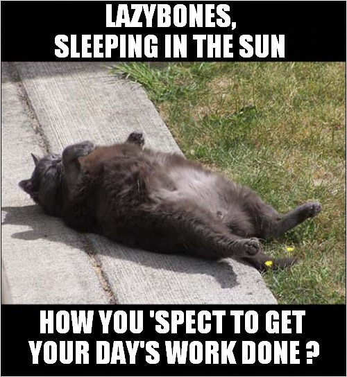 One Super Lazy Cat ! | LAZYBONES, SLEEPING IN THE SUN; HOW YOU 'SPECT TO GET 
YOUR DAY'S WORK DONE ? | image tagged in cats,lazy,song lyrics | made w/ Imgflip meme maker