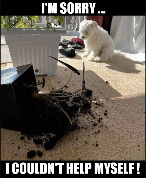 That Plant Was Asking For It ! | I'M SORRY ... I COULDN'T HELP MYSELF ! | image tagged in dogs,plant,destruction | made w/ Imgflip meme maker