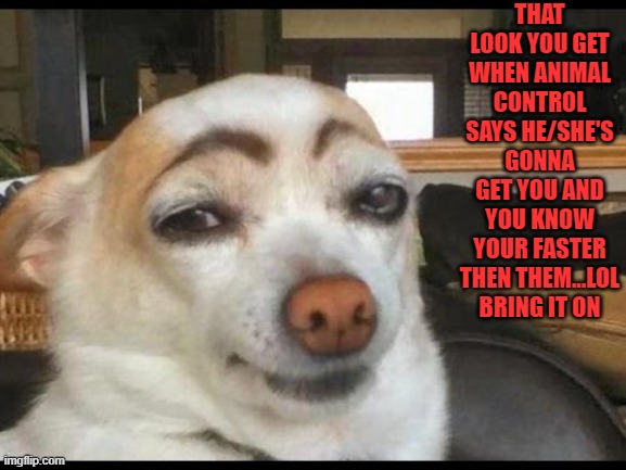 Yeah Okay bring it on | THAT LOOK YOU GET WHEN ANIMAL CONTROL SAYS HE/SHE'S GONNA GET YOU AND YOU KNOW YOUR FASTER THEN THEM...LOL BRING IT ON | image tagged in how you doin',animal control,funny dog memes,bring it on,yeah right,pets | made w/ Imgflip meme maker