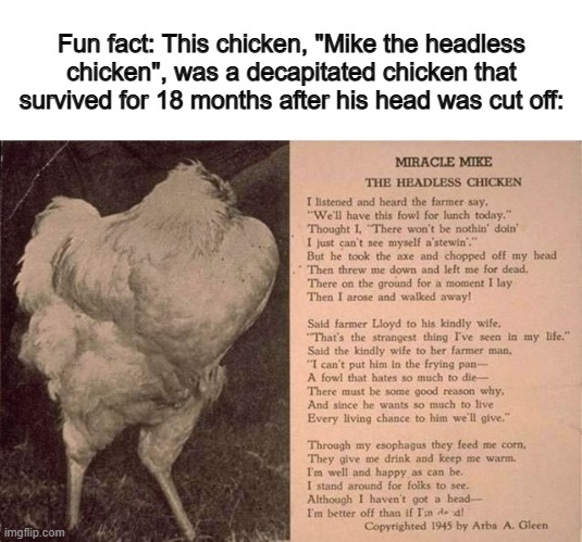 Isn't that CRAZY? O_O | Fun fact: This chicken, "Mike the headless chicken", was a decapitated chicken that survived for 18 months after his head was cut off: | made w/ Imgflip meme maker