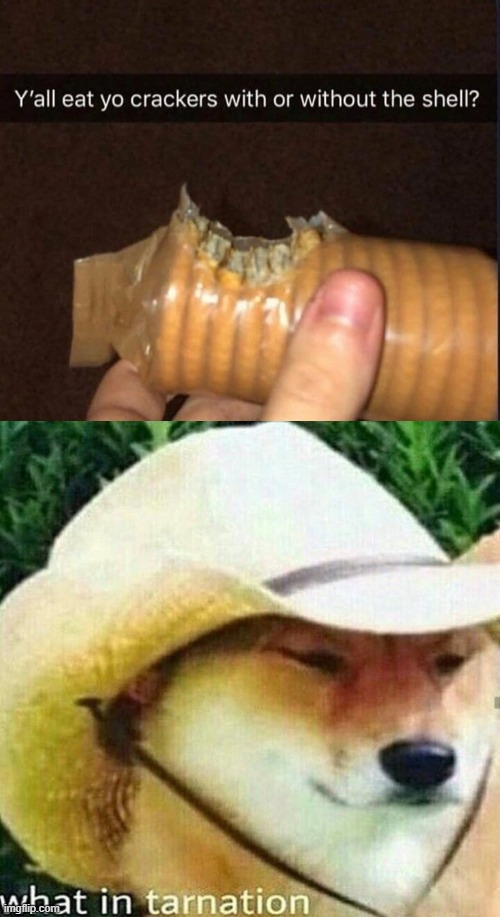 Eating plastic is very gross... | image tagged in what in tarnation dog | made w/ Imgflip meme maker