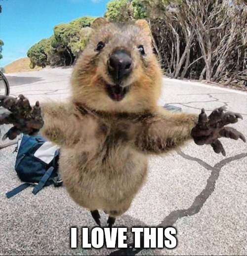 Quokka I love you | I LOVE THIS | image tagged in quokka i love you | made w/ Imgflip meme maker
