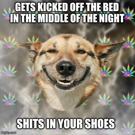 Stoner Dog | GETS KICKED OFF THE BED IN THE MIDDLE OF THE NIGHT  SHITS IN YOUR SHOES | image tagged in memes,stoner dog | made w/ Imgflip meme maker