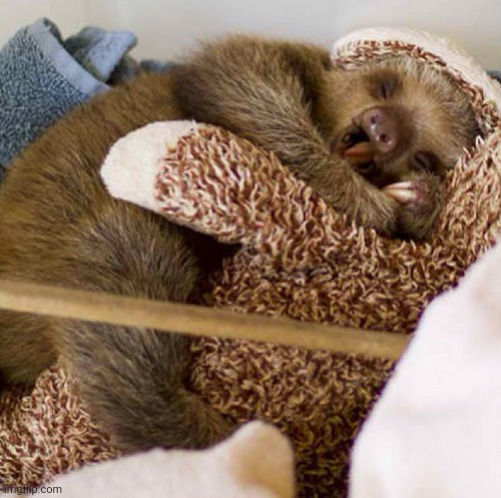 Sleepy sloth | image tagged in sleepy sloth | made w/ Imgflip meme maker