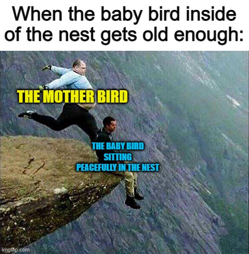 I never knew that mother birds push their babies out of the nest when they get old enough O_O | When the baby bird inside of the nest gets old enough:; THE MOTHER BIRD; THE BABY BIRD SITTING PEACEFULLY IN THE NEST | image tagged in kicked off cliff | made w/ Imgflip meme maker
