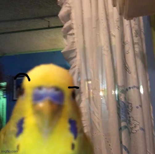 ayo bird | image tagged in ayo bird | made w/ Imgflip meme maker