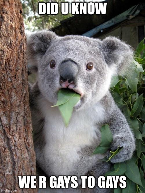 wtf | DID U KNOW; WE R GAYS TO GAYS | image tagged in memes,surprised koala | made w/ Imgflip meme maker