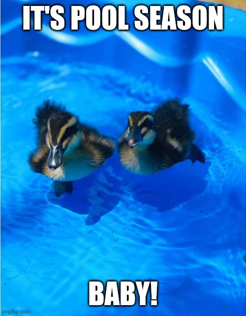 TIME TO COOL OFF! | IT'S POOL SEASON; BABY! | image tagged in ducks,duck,duckling,pool | made w/ Imgflip meme maker