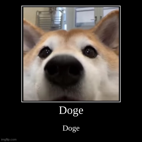 Doge | Doge | image tagged in funny,demotivationals,doge,epic | made w/ Imgflip demotivational maker