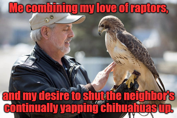 Drastic Measures | Me combining my love of raptors, and my desire to shut the neighbor's continually yapping chihuahuas up. | image tagged in falconer | made w/ Imgflip meme maker