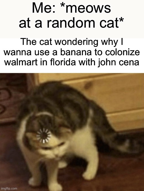 Cat Loading template | Me: *meows at a random cat*; The cat wondering why I wanna use a banana to colonize walmart in florida with john cena | image tagged in cat loading template,cat,cats,memes | made w/ Imgflip meme maker